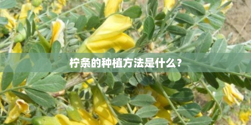 柠条的种植方法是什么？
