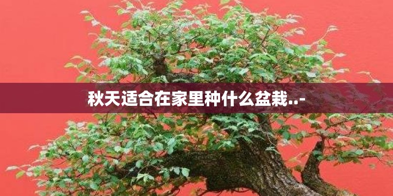 秋天适合在家里种什么盆栽..-