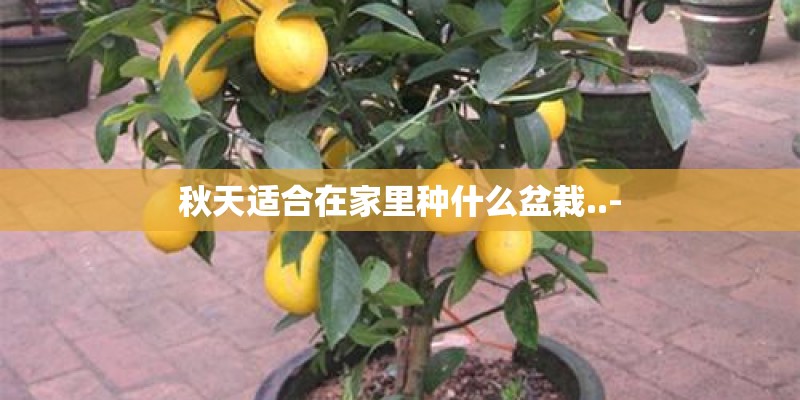 秋天适合在家里种什么盆栽..-