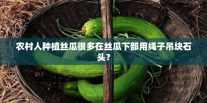 农村人种植丝瓜很多在丝瓜下部用绳子吊块石头？