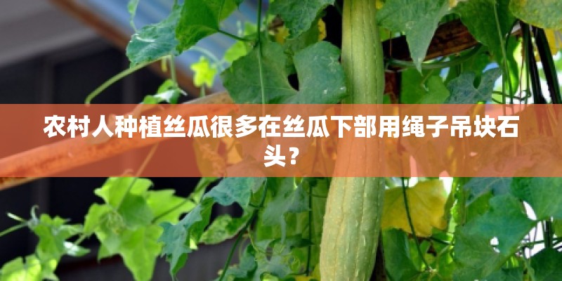 农村人种植丝瓜很多在丝瓜下部用绳子吊块石头？