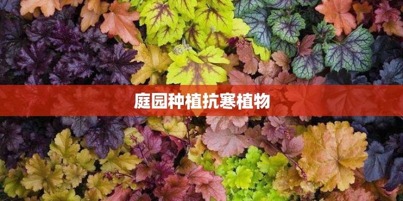 庭园种植抗寒植物
