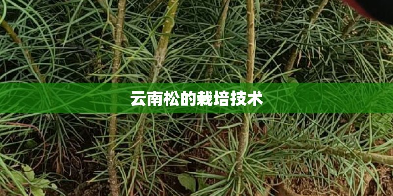 云南松的栽培技术