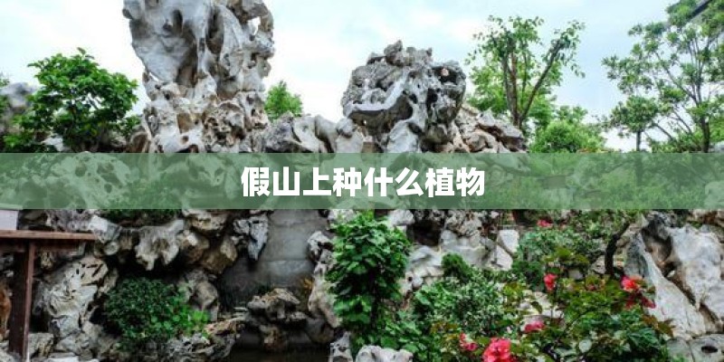 假山上种什么植物