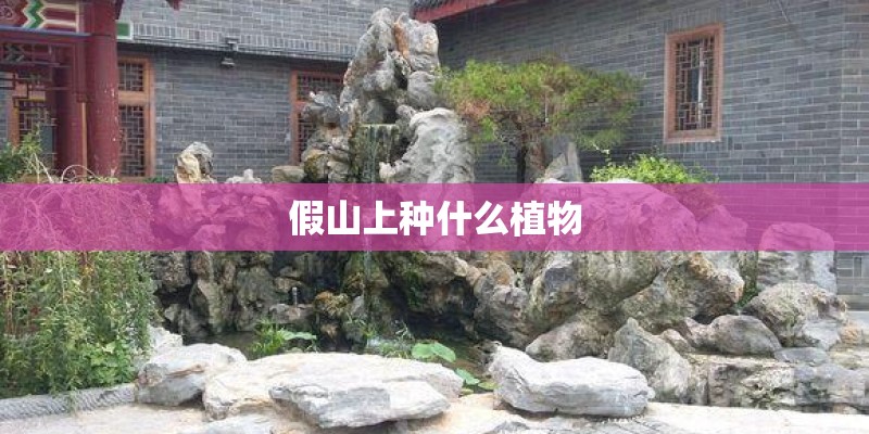 假山上种什么植物