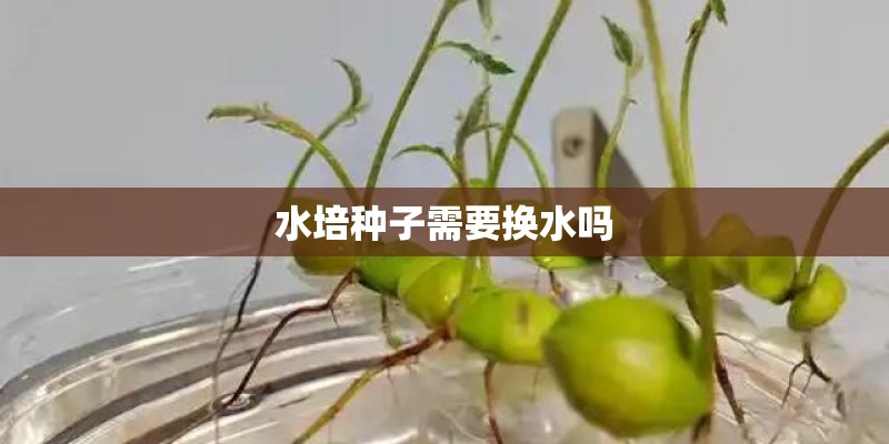 水培种子需要换水吗