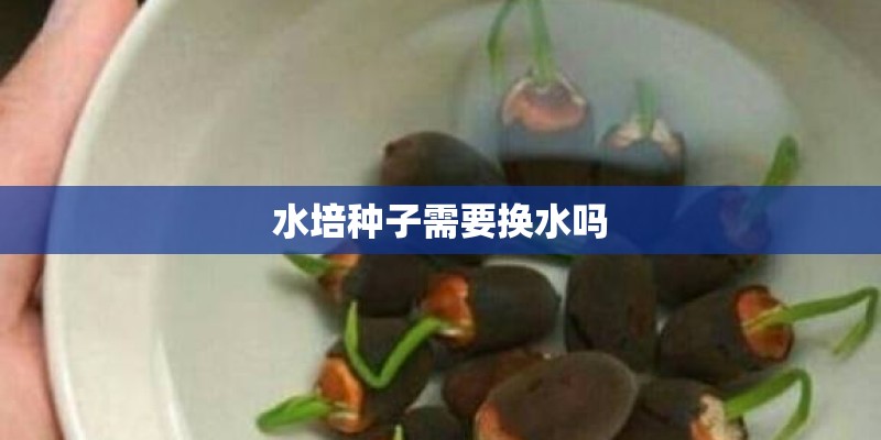 水培种子需要换水吗 水培种子需要换水吗