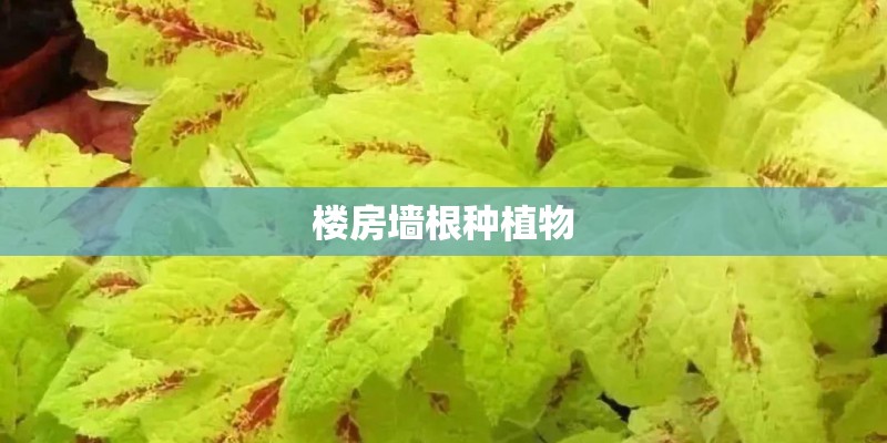 楼房墙根种植物