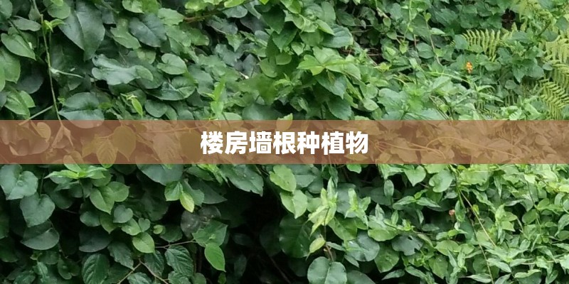 楼房墙根种植物