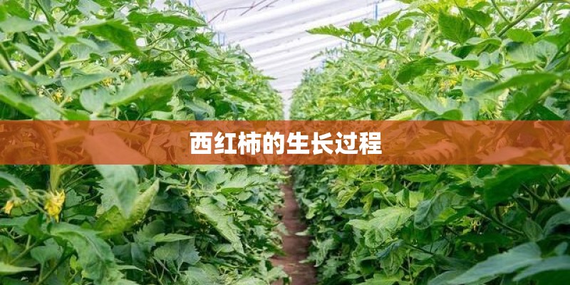 西红柿的生长过程