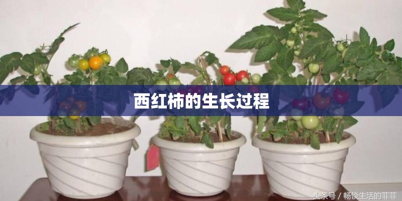 西红柿的生长过程