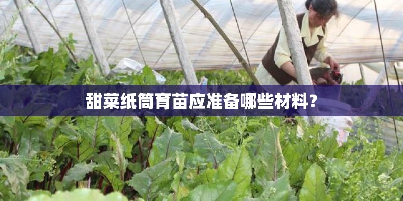 甜菜纸筒育苗应准备哪些材料？