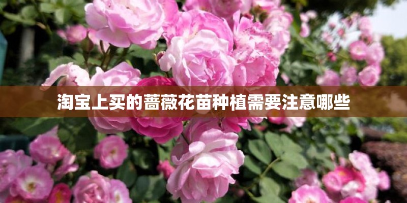 淘宝上买的蔷薇花苗种植需要注意哪些