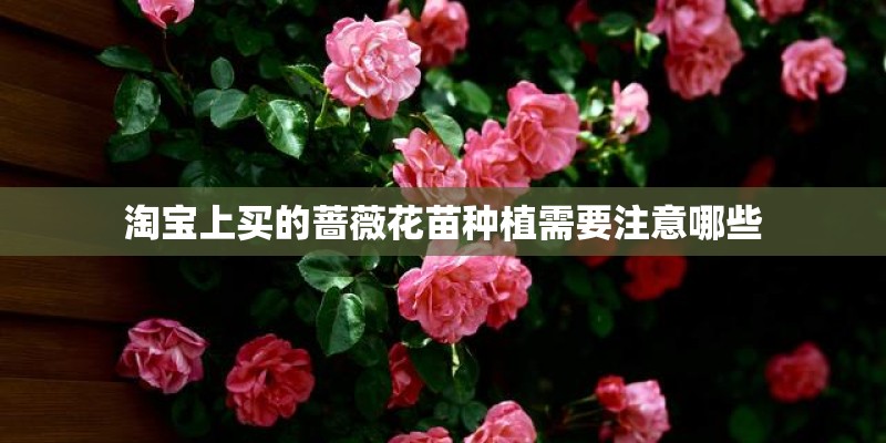 淘宝上买的蔷薇花苗种植需要注意哪些