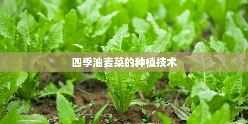四季油麦菜的种植技术