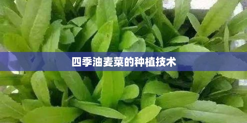 四季油麦菜的种植技术