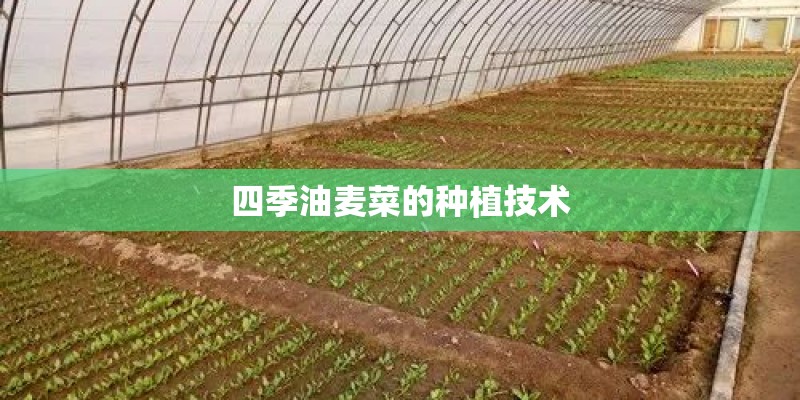 四季油麦菜的种植技术