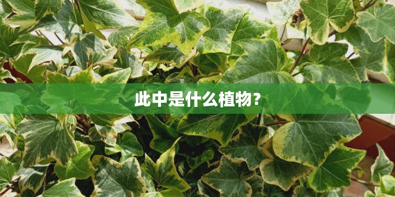 此中是什么植物？
