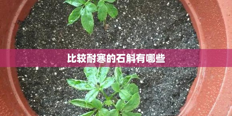 比较耐寒的石斛有哪些