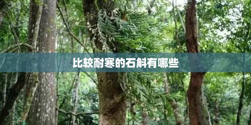 比较耐寒的石斛有哪些