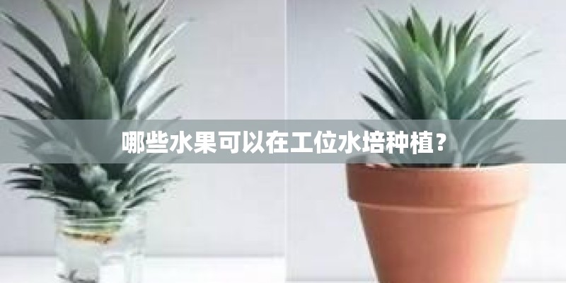 哪些水果可以在工位水培种植？