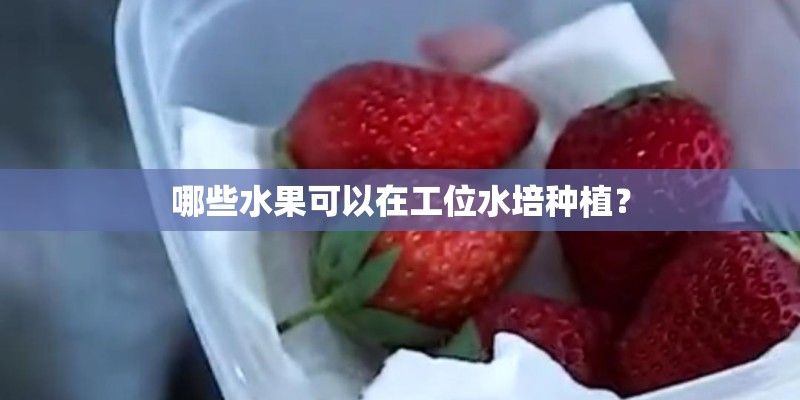 哪些水果可以在工位水培种植？