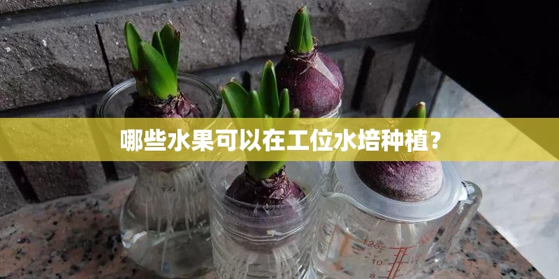 哪些水果可以在工位水培种植？