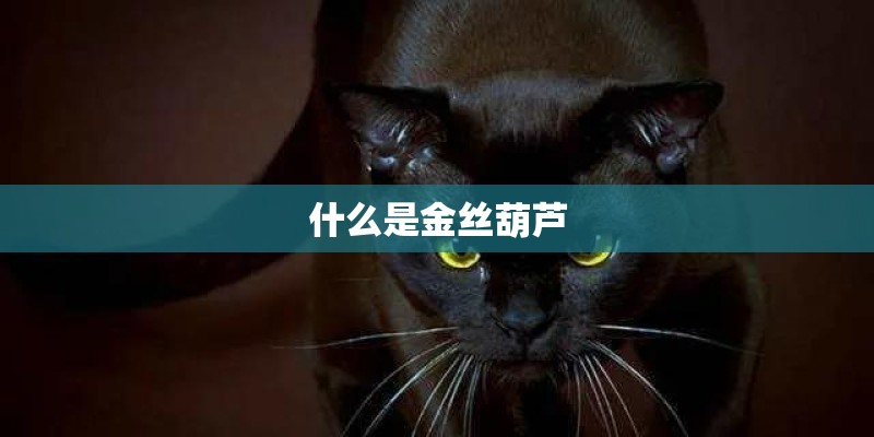 什么是金丝葫芦