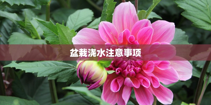 盆栽浇水注意事项 盆栽浇水注意事项