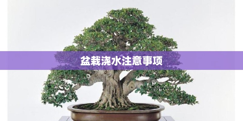 盆栽浇水注意事项 盆栽浇水注意事项