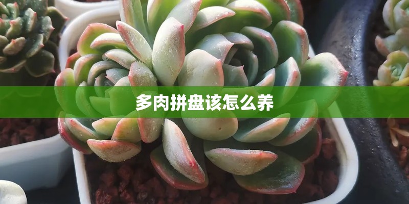 多肉拼盘该怎么养