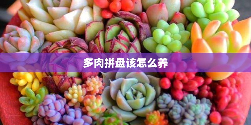 多肉拼盘该怎么养