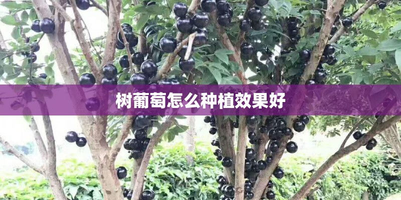 树葡萄怎么种植效果好
