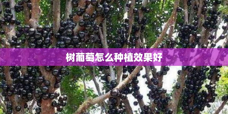 树葡萄怎么种植效果好