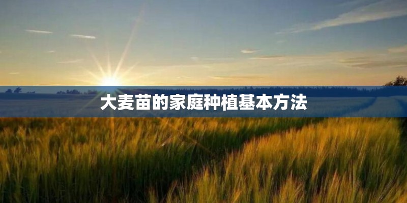 大麦苗的家庭种植基本方法