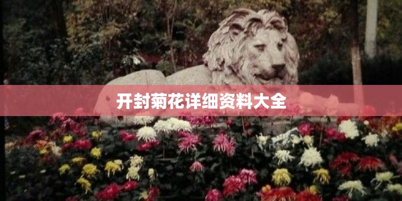 开封菊花详细资料大全