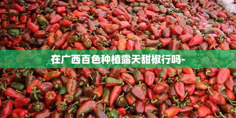 在广西百色种植露天甜椒行吗-