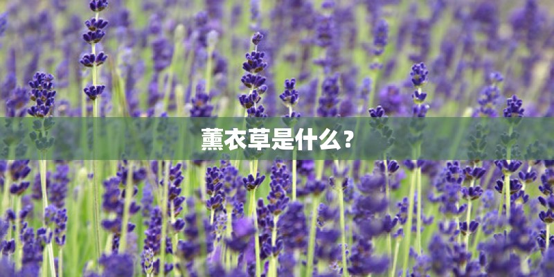 薰衣草是什么？