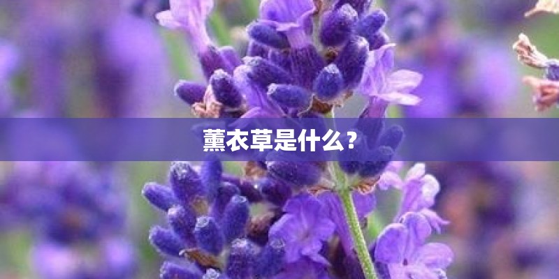 薰衣草是什么? 薰衣草是什么?