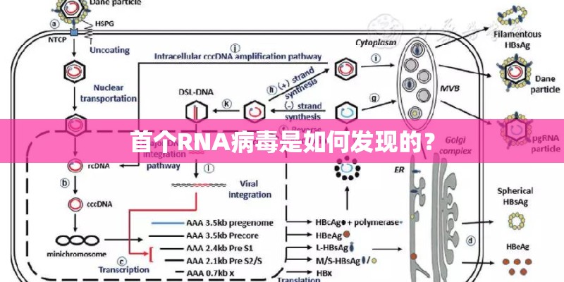 首个RNA病毒是如何发现的？