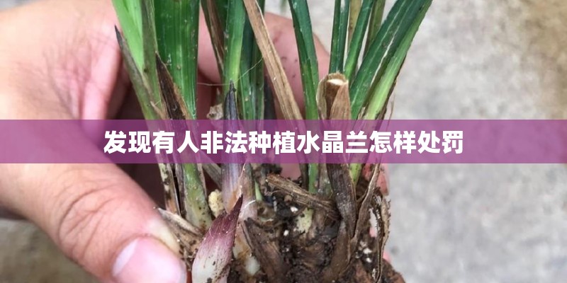 发现有人非法种植水晶兰怎样处罚
