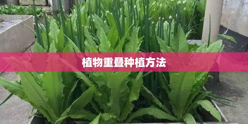 植物重叠种植方法