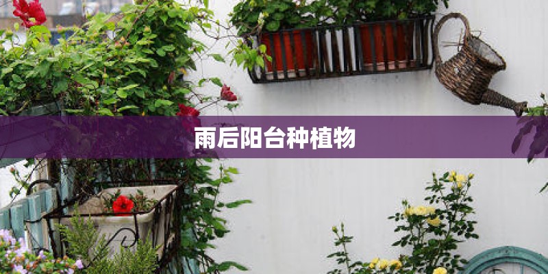 雨后阳台种植物