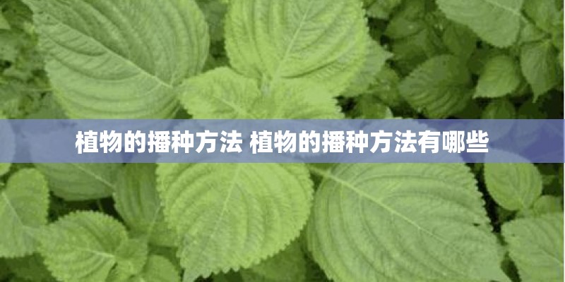 植物的播种方法 植物的播种方法有哪些