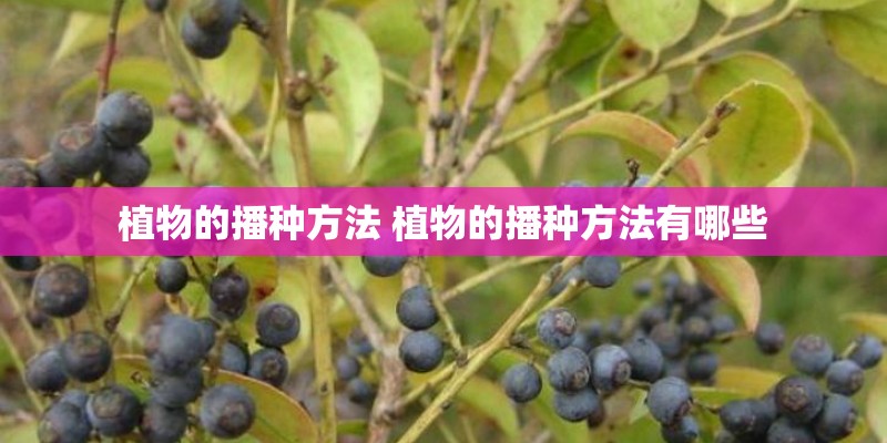 植物的播种方法 植物的播种方法有哪些