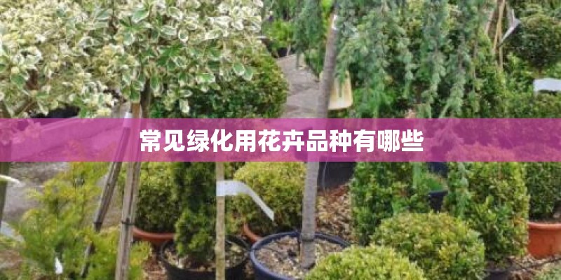 常见绿化用花卉品种有哪些