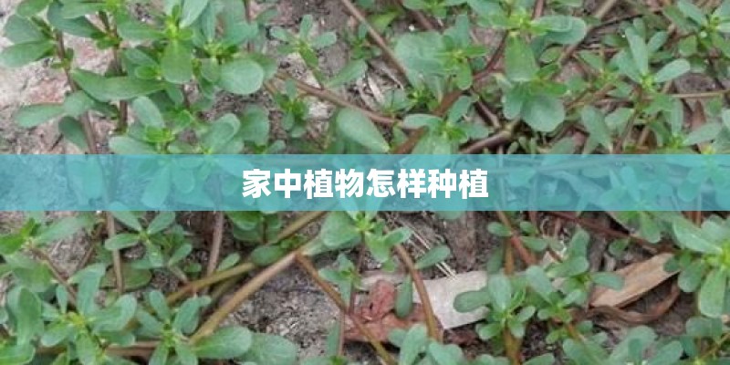 家中植物怎样种植