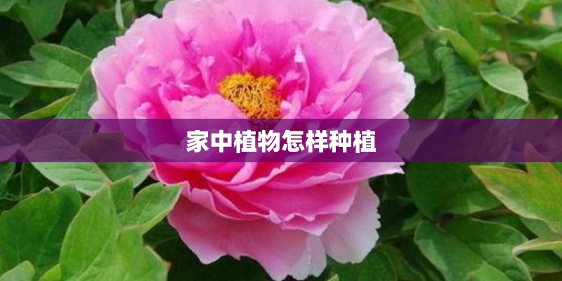 家中植物怎样种植