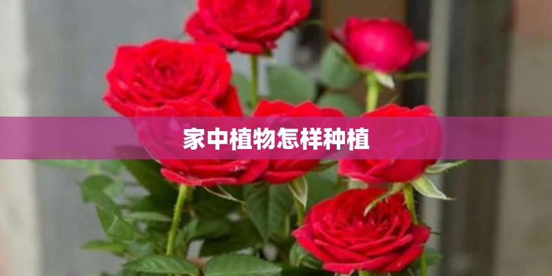 家中植物怎样种植