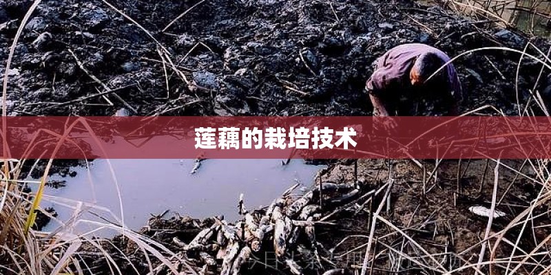 莲藕的栽培技术